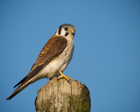 Turmfalke Falke
